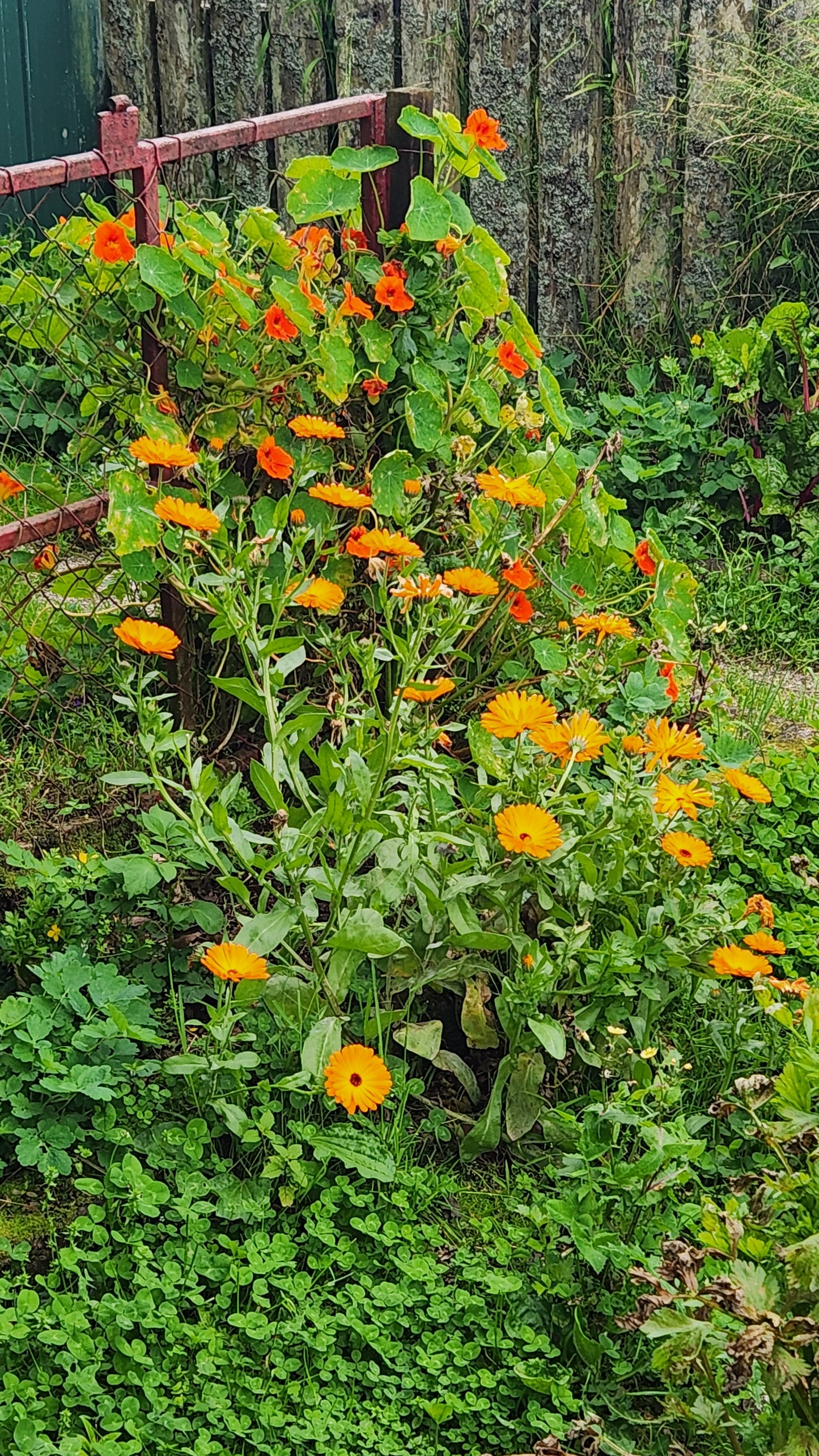 Calendula Infused Oil 100ml